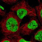 Immunofluorescent staining of human cell line HEK 293 shows localization to nucleoplasm.