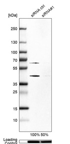 Anti-SKP2 Antibody