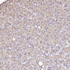 Immunohistochemical staining of human liver shows high expression.
