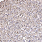 Immunohistochemical staining of human liver shows high expression.