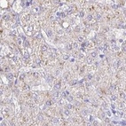Immunohistochemical staining of human liver using Anti-CAT antibody HPA051282.