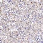 Immunohistochemical staining of human liver using Anti-CAT antibody HPA051282.