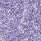 Immunohistochemical staining of human lymph node using Anti-CAT antibody HPA051282.