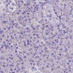 Immunohistochemical staining of human pancreas using Anti-CAT antibody HPA051282.