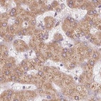 Immunohistochemical staining of human liver using Anti-RPN1 antibody HPA051520.