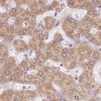 Immunohistochemical staining of human liver using Anti-RPN1 antibody HPA051520.