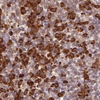 Immunohistochemical staining of human tonsil using Anti-RPN1 antibody HPA051520.