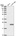 Anti-SPACA9 Antibody