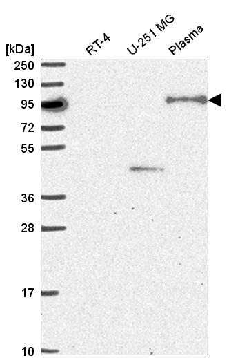 Anti-NOM1 Antibody