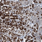 Anti-ABHD18 Antibody