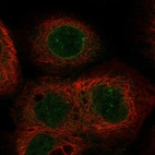 Immunofluorescent staining of human cell line A-431 shows localization to nuclear membrane.