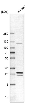 Western blot analysis in human cell line HepG2.
