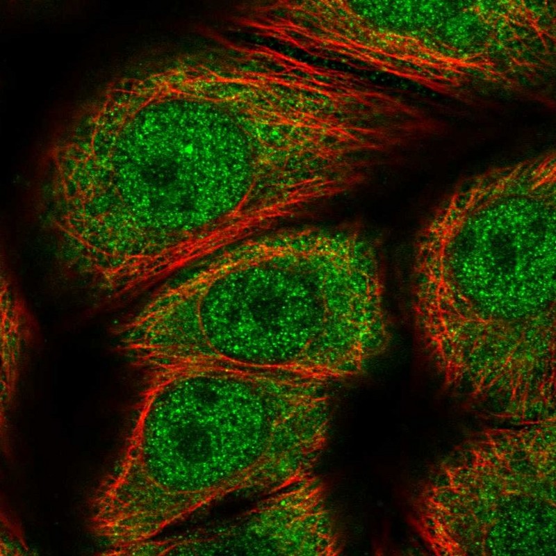 Anti-GEMIN7 Antibody