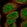 Anti-GEMIN7 Antibody