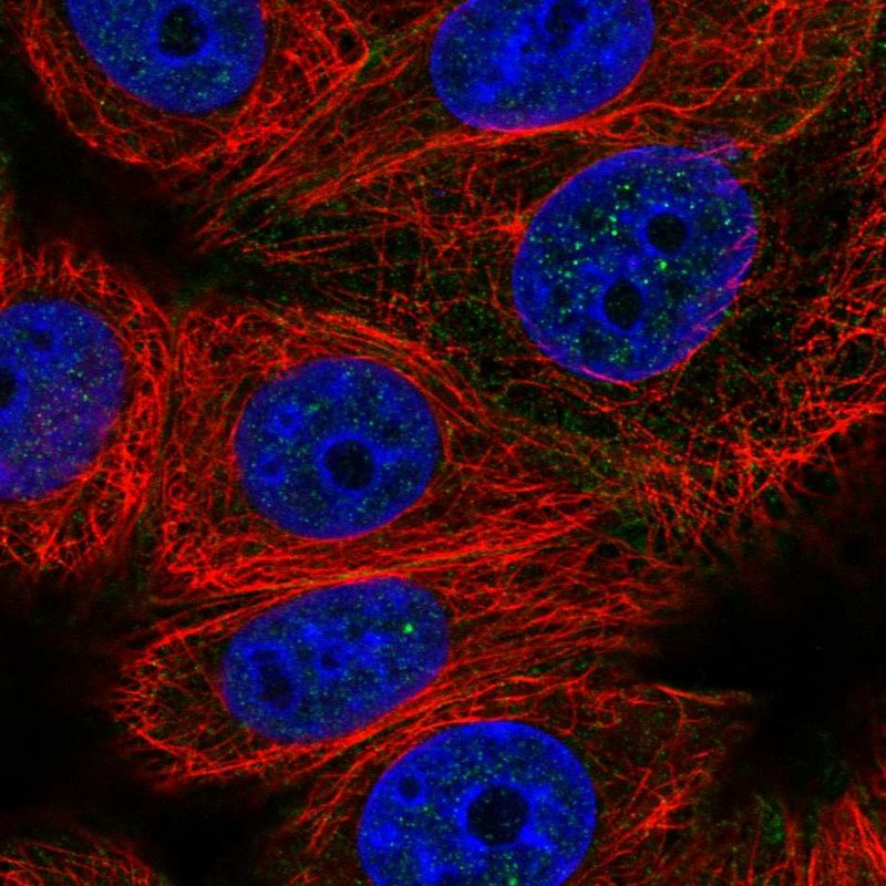 Anti-CABLES2 Antibody