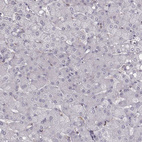 Anti-ZNF365 Antibody