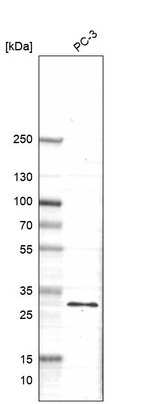 Western blot analysis in human cell line PC-3.