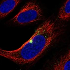 Immunofluorescent staining of human cell line U-2 OS shows localization to microtubule organizing center & vesicles.
