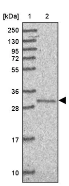 Lane 1: Marker [kDa] 250, 130, 95, 72, 55, 36, 28, 17, 10_br/_Lane 2: Human cell line RT-4