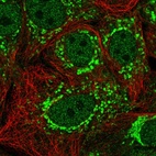 Immunofluorescent staining of human cell line MCF7 shows localization to nucleoplasm & mitochondria.
