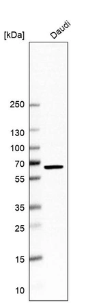 Western blot analysis in human cell line Daudi.