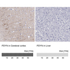 Anti-PDYN Antibody