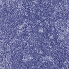 Immunohistochemical staining of human lymph node shows no positivity in non-germinal center cells as expected.