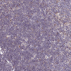Immunohistochemical staining of human lymph node shows very weak positivity in subset of non-germinal center cells.