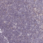 Immunohistochemical staining of human lymph node shows very weak positivity in subset of non-germinal center cells.