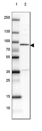 Lane 1: Marker [kDa] 250, 130, 100, 70, 55, 35, 25, 15, 10_br/_Lane 2: Human cell line PC-3