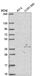 Anti-NSL1 Antibody