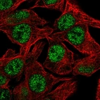 Immunofluorescent staining of human cell line Hep G2 shows localization to nucleoplasm & nuclear speckles.
