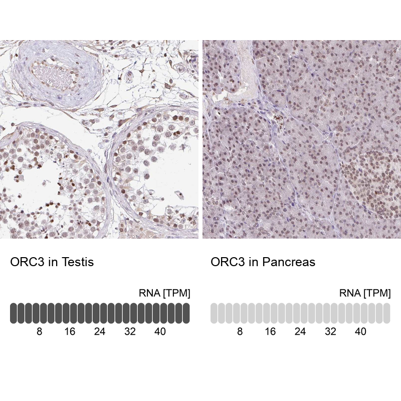 Anti-ORC3 Antibody