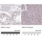 Anti-ORC3 Antibody