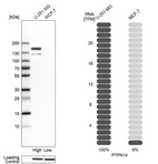 Anti-PTPN14 Antibody