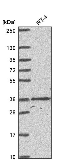 Anti-HOXC4 Antibody