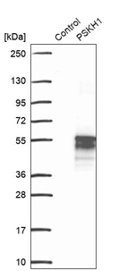 Western blot analysis in control (vector only transfected HEK293T lysate) and PSKH1 over-expression lysate (Co-expressed with a C-terminal myc-DDK tag (~3.1 kDa) in mammalian HEK293T cells, LY402014).