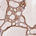 Anti-OR13C3 Antibody