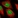 Anti-RTFDC1 Antibody