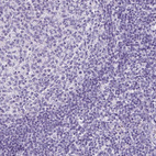 Immunohistochemical staining of humantonsil shows no positivity in non-germinal center cells as expected.