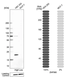 Western blot analysis in human cell line HEK 293 and human cell line MCF-7.