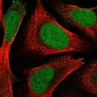 Immunofluorescent staining of human cell line U-2 OS shows localization to nucleus.