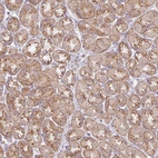 Anti-VTI1A Antibody