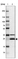 Anti-VTI1A Antibody