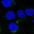 Anti-VTI1A Antibody