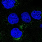 Immunofluorescent staining of human cell line A-431 shows localization to the Golgi apparatus & vesicles.