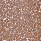 Anti-MTHFS Antibody