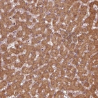 Anti-MTHFS Antibody