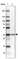 Anti-FAM192A Antibody