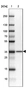 Anti-FAM192A Antibody